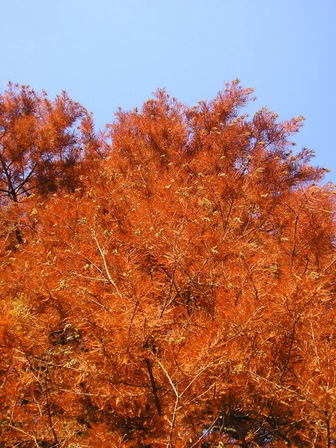 Taxodium distichum automne